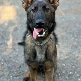 Yellow (Yvette) - Sable German Shepherd puppy in Maryland from Soco.GSD's