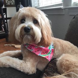 Oliver - Australian Labradoodle