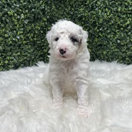 Ace - White male Sheepadoodle puppy in Los Angeles, California from Exquisite Doodles