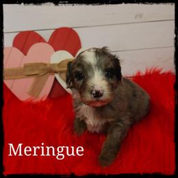 Meringue - Blue merle and white female Sheepadoodle puppy in Farley, Iowa from Iowa's Doodle Co.