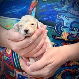 Matcha - White male Poodle puppy in Marsing, Idaho from Araceli Toy Poodles