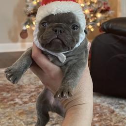French Bulldog and Goldendoodle Puppies from C.P. Puppy Buddies