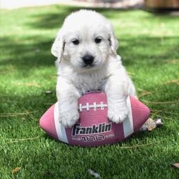 Golden Retriever Puppies from Dani’s Dawgs