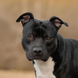 Bravo - American Pit Bull Terrier
