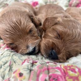 Boy pick 3 - male Cavapoochon puppy in Clementon, New Jersey from PitterPatterPuppiesNJ