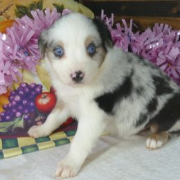 Miniature Australian Shepherd and Toy Australian Shepherd Puppies from Hughes Toys Mini Aussies