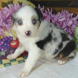 Miniature Australian Shepherd and Toy Australian Shepherd Puppies from Hughes Toys Mini Aussies