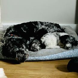 Bernedoodle and Goldendoodle All Grown Up from A.N.A. Doodles