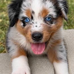 Ranier - Blue merle male Miniature Australian Shepherd puppy in Macomb, Missouri from Show Me MO Aussies