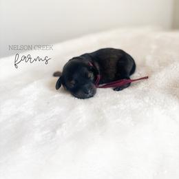 Parmesan - Black & tan female Maltipoo puppy in Huntsville, Texas from Nelson Creek Farms
