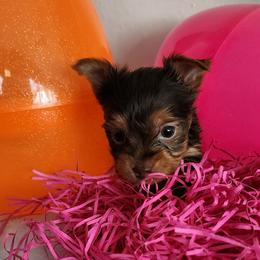 Cocoa - Chocolate and tan Yorkshire Terrier puppy in Newport News, Virginia from Ty-Shea Designs Yorkies and More LLC