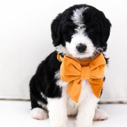 Biscuit - Black and white female Bernedoodle puppy in Diamond Bar, California from Furrytaildoodles
