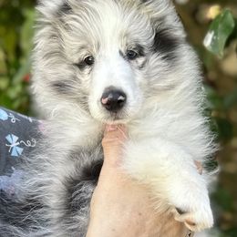 Shetland Sheepdog Puppies from Solange Shelties