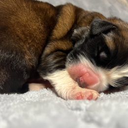 Orange - Mahogany and white male Saint Bernard puppy in New Philadelphia, Ohio from Fletchers Saints
