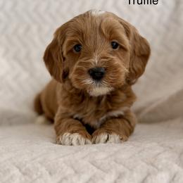 Truffle - Caramel red male Australian Labradoodle puppy in Londonderry, New Hampshire from Granite State Labradoodles