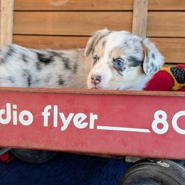 Millie - Blue merle and white female American Corgi puppy in Shawnee, Oklahoma from Sunray Ranch