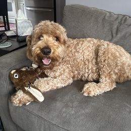 Betsy - Goldendoodle