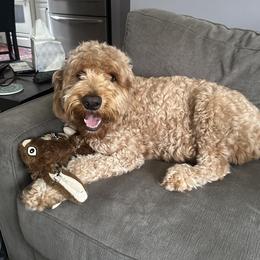 Betsy - Goldendoodle