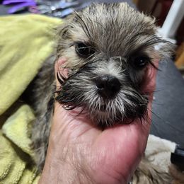 Lhasa Apso Puppies from Linda Richter