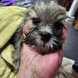 Lhasa Apso Puppies from Linda Richter