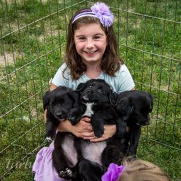 Border Collie, Golden Retriever, and Sporty Mix Puppies from Turbo Border Collies & Coltrievers