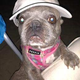 French Bulldog Puppies from Blue Ribbon French Bulldogs