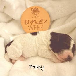 Girl 3 - Black and white female Bernedoodle puppy in Pottstown, Pennsylvania from Willow-Be Doodles