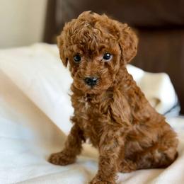 Ralph - Red  male Poodle puppy in Milton Freewater, Oregon from Blue Mountain Poodles