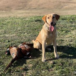 Labrador Retriever All Grown Up from Cameo Place Kennels