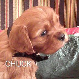 AKC Chuck - Ruby male Cavalier King Charles Spaniel puppy in Moscow Mills, Missouri from Cavaliers King Charles Spaniels at Carmen Acres Farm