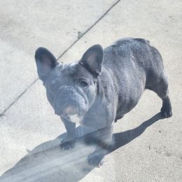 Minnie - French Bulldog