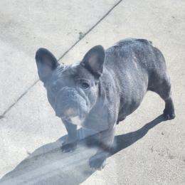 Minnie - French Bulldog