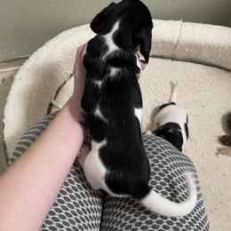 Dachshund Puppies from Hursh’s Hounds