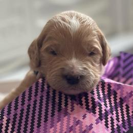 Mama Bear - Apricot female Goldendoodle puppy in Rocky Point, North Carolina from CelticDoods