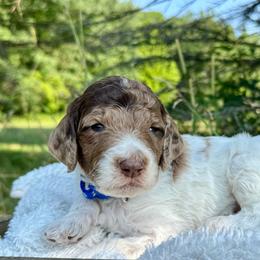 Blue - Parti male Goldendoodle puppy in Hesperia, Michigan from Red Acres Poodles & Doodles