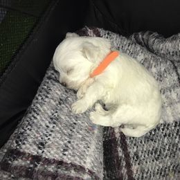 Maltese Puppies from Emotional Amor Support