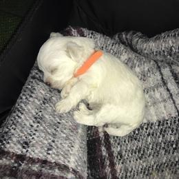 Maltese Puppies from Emotional Amor Support