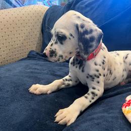Kit Kat - White and black male Dalmatian puppy in Austin, Texas from Dazzling Dalz
