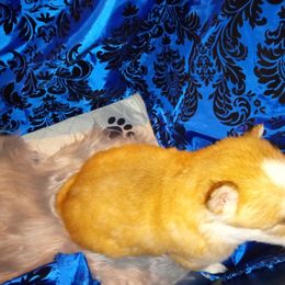 Siberian Husky Puppies from Blue Moon Siberian Husky Haven