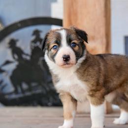Penne - Saddleback sable female Border Collie puppy in Lodi, California from R3 Sport Dogs (R3 Goldens/ R3 Border Collies)