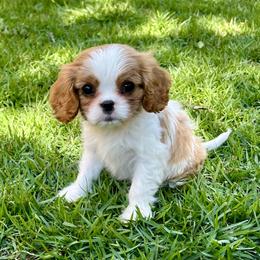Cindy - Blenheim female Cavalier King Charles Spaniel puppy in Diberville, Mississippi from Sophie’s AKC Cavaliers