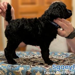Sgaeyl - Black female Poodle puppy in Vail, Arizona from Semper Poodelis