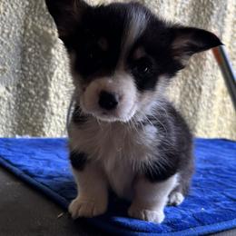 V-4.  Gizmo - Black and tan male Pembroke Welsh Corgi puppy in Sanford, Michigan from Tambali Pembroke Welsh Corgis