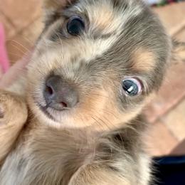 Dachshund Puppies from Meldox