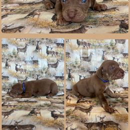 Buck - Red male Catahoula Leopard Dog puppy in Forbes, Minnesota from North Country Catahoulas