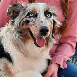Choya - Australian Shepherd