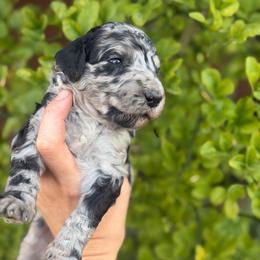 Sawyer - Merle male Goldendoodle puppy in Millville, California from Hope Lane Kennels