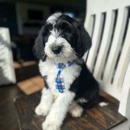 Popsicle - Black and white male Sheepadoodle puppy in Marion, Ohio from Doodles & Doxies