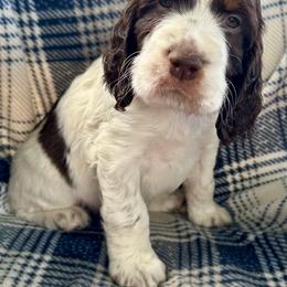 Boy 5 - Liver white and tan male English Springer Spaniel puppy in Livingston, Montana from Yellowstone Springers