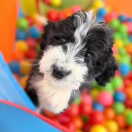 Mochi - Black and white female Aussiedoodle puppy in Dickerson, Maryland from Pawsome Aussie Doodles and Oodles